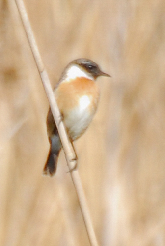 saltimpalo(?) strano